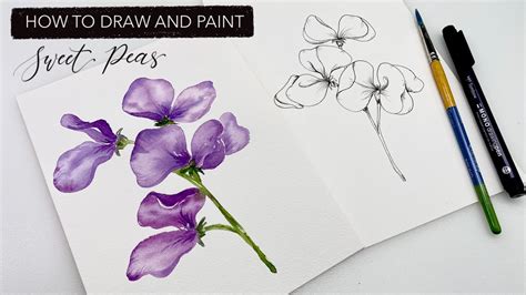 How To Draw A Sweet Pea Flower Step By Step Best Flower Site