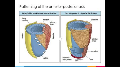 Pcb 4253 Chapter 12 Part 2 Video 1 Mammalian Development Axis