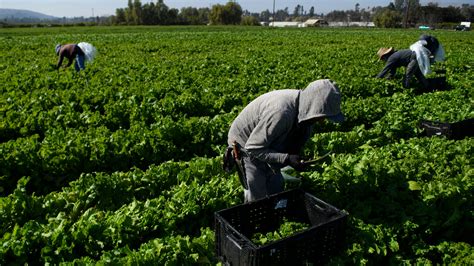 Trabajadores Agricolas En Riverside Contar N Con Sus Propias Cl Nicas