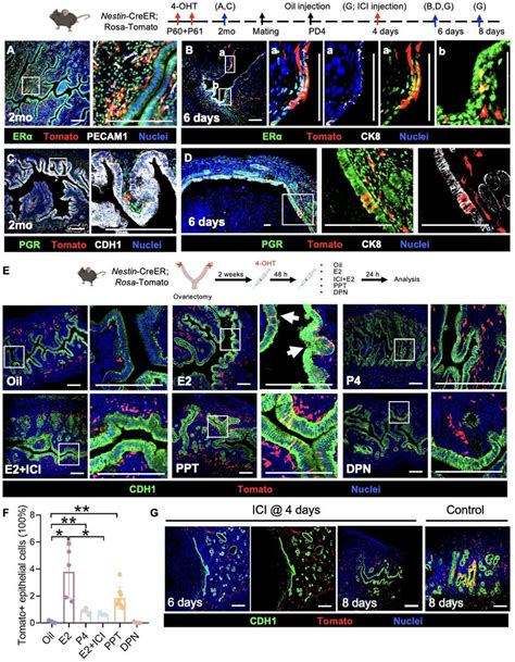 Estrogen Triggers The Differentiation Of Nestin Perivascular Cells