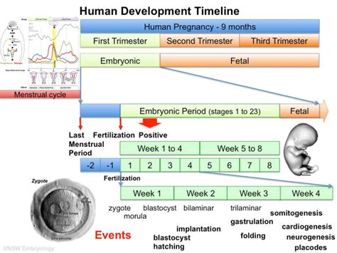 File:Human development timeline graph 01.jpg - Embryology