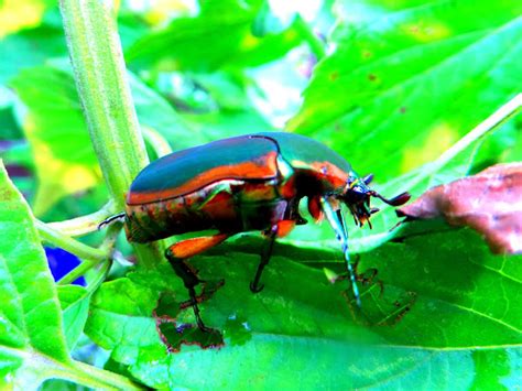 Metallic Green Fig Beetle Cotinis Mutabilis Project Noah