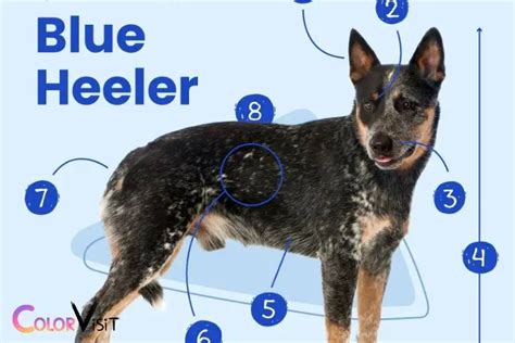 When Do Blue Heeler Puppies Get Their Color: 4-6 Weeks!