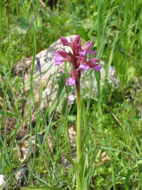 Butterfly Orchid Orchis Papilionacea Ykfir Flickr