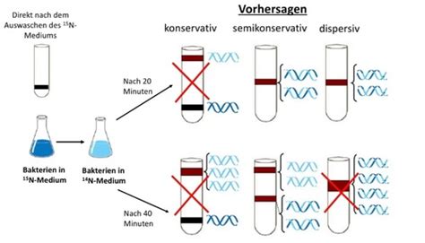 Bio Klausur Q11 2 Molekulargenetik Karteikarten Quizlet