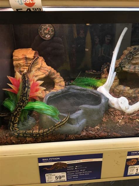 Three snakes in one tank. Never buying pets from Petsmart | Snake Amino ...