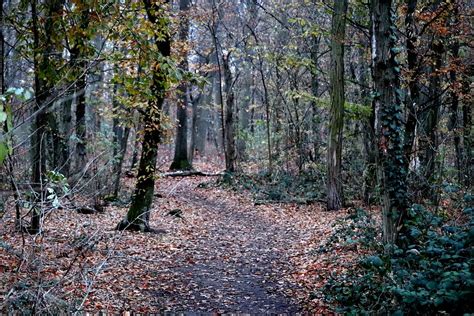 Rieselfeld Forest Foto Z Till Westermayer Flickr