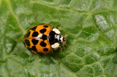 Harlequin ladybird - Stock Image - C036/9510 - Science Photo Library