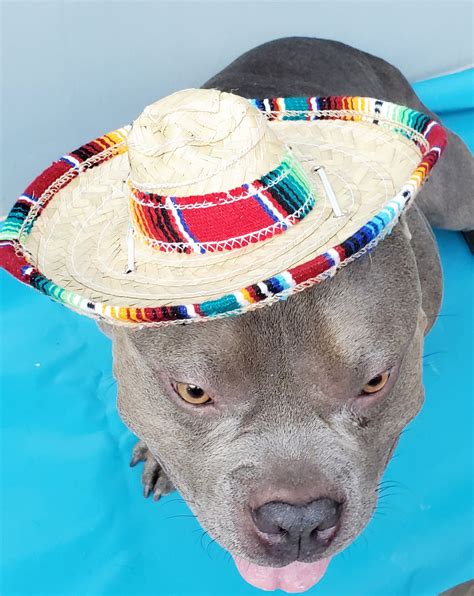 Cute Sombrero Hat For Large Dog Halloween Dog Costume Dogs Etsy