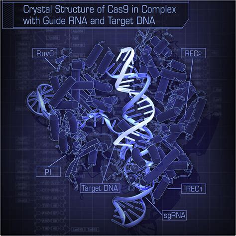 Crystal Structure Of Cas9 In Complex With Guide RNA And Target DNA Cell