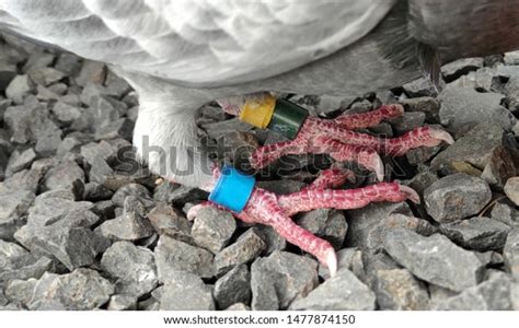 Homing Pigeon Feet Multiple Colored Tags Stock Photo 1477874150