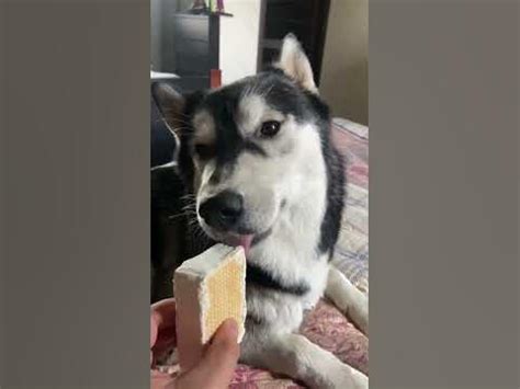 Маршал и мороженое 🍦 #собака #собаки #щенок #влог #хаски # ...