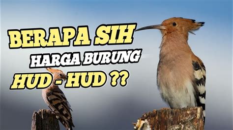 Mengenal Lebih Dekat Burung Hud Hud Berapa Sih Harga Burung HUD HUD