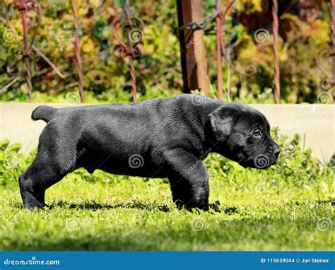 Black Puppy - South African BoerBoel Stock Photo - Image of bulldog, face: 115639044