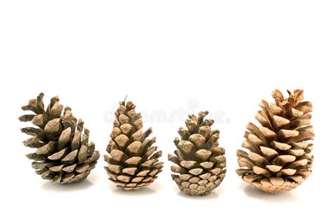 Holiday Pine Cones Stock Photo Image Of Frosted Ornamental 19315970