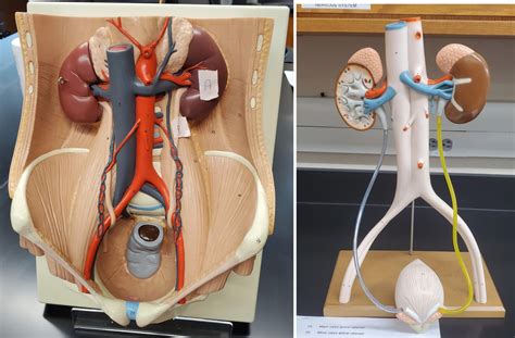 Lab Practical 4 Urinary System Diagram Quizlet