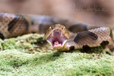 Copperhead Pit Viper Strike William Wise Photography