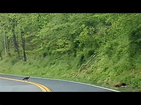 Turkey Crossing Asmr Quiet Driving Brunswick To Frederick Md Goodwill