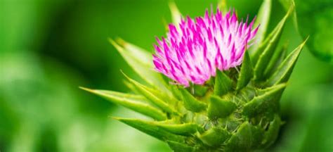 Milk Thistle Benefits Side Effects And Dosage Dr Axe