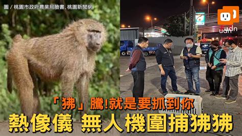 聯合新聞網 「狒」騰！就是要抓到你！熱像儀、無人機圍捕狒狒