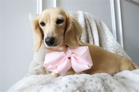 Akc Registered Longhair Dachshund Hot Diggity Doxies Mcdonough