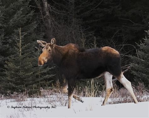 Ingham Nature Photography Inc Sunshine Moose North American Moose