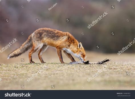 Red Fox Prey Stock Photo 134987852 | Shutterstock