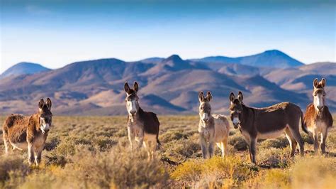 10 Ghost Towns Near Reno Historic Reno Ghost Towns