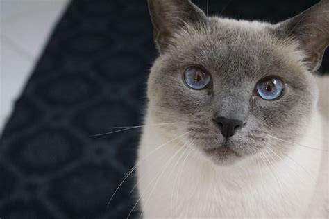 Blue Point Siamese | Blue point siamese, Blue point, Cats