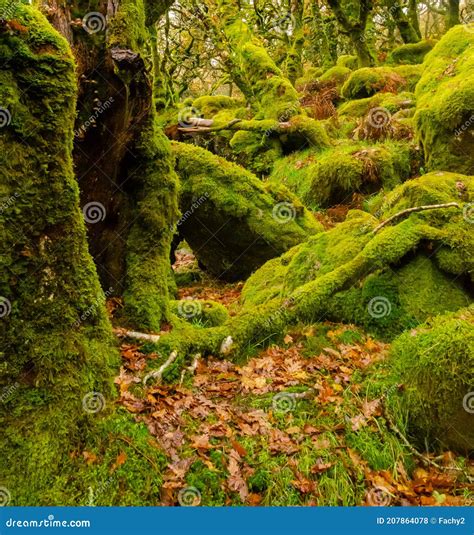 Sessile Oaks and Moss in Wistman`s Wood in Cornwall, England, UK, United Kingdom Stock Photo ...