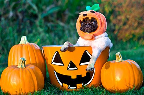 Pumpkin Pug dog photo and wallpaper. Beautiful Pumpkin Pug dog pictures