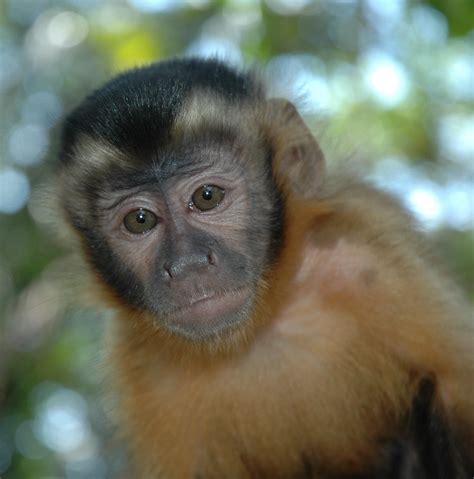 Cebus Apella Brown Capuchin Monkey Very Common Throughout Flickr