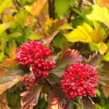 Пузыреплодник калинолистный 'Мэджик Болл' / Physocarpus opuliifolius ...