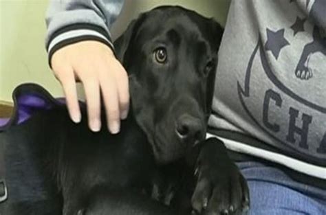 Facility Dog Stands On Guard For Canadian Children Testifying In Court