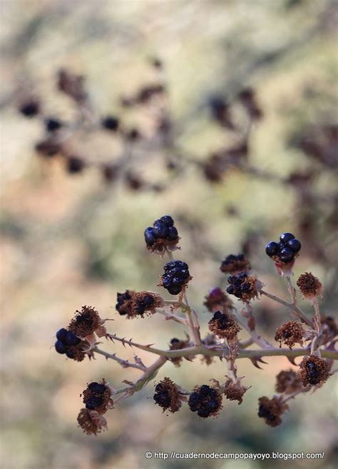 Cuaderno De Campo Payoyo Zarzamora Rubus Ulmifolius