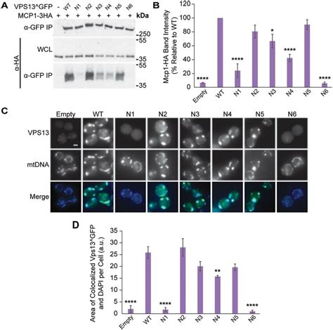 VAB domain mutations disrupt Vps13 Mcp1-mediated mitochondrial ... 