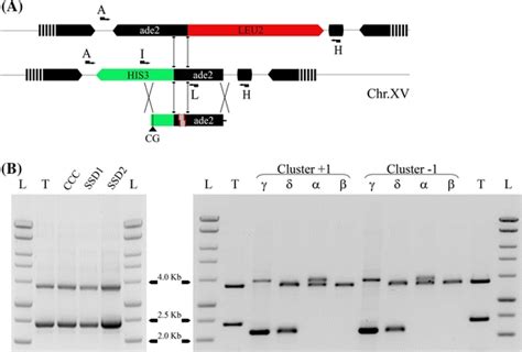 Transformation Experiments With Linear Cassettes A Schematic Download Scientific Diagram