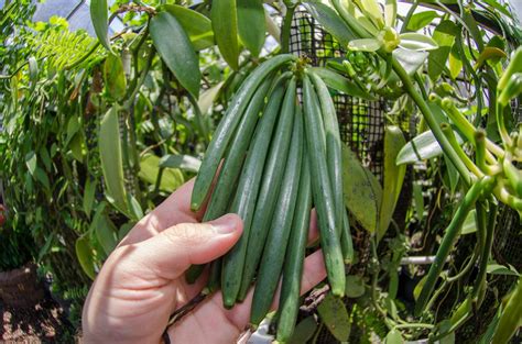 Vanilla Could Spice Up Floridas Agriculture The Panama Perspective