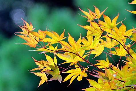 Maple Leaves Fall - Free photo on Pixabay