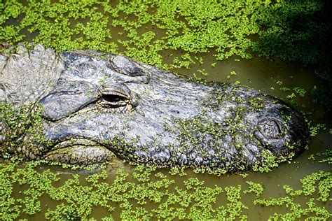 Buaya Di Pantai Legian Yang Mendadak Muncul Ternyata Memang Lepas Dan