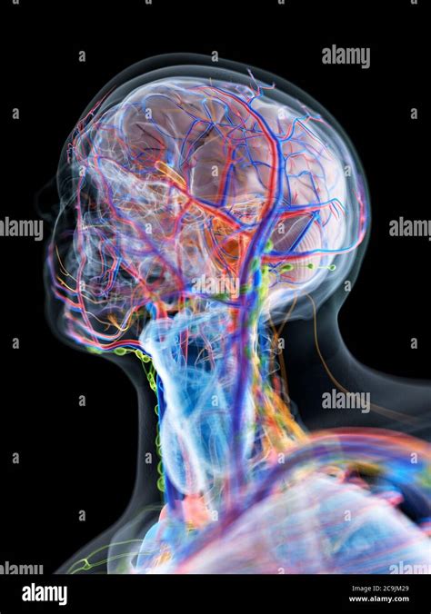 Anatomia De Cabeza Y Cuello Organos Fotograf As E Im Genes De Alta