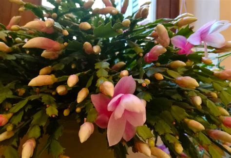 Schlumbergera Come Si Cura E Come Far Fiorire Il Cactus Di Natale