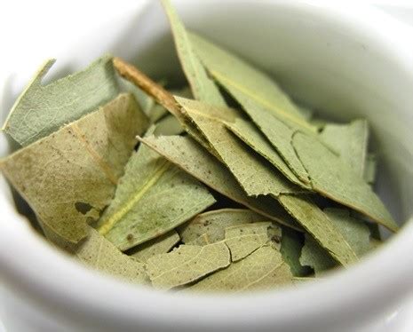 Eucalyptus Tea - A Tea for Your Respiratory Problems