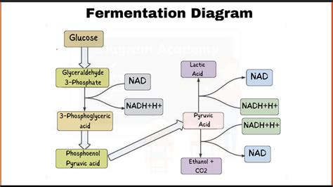 Fermentation Diagram