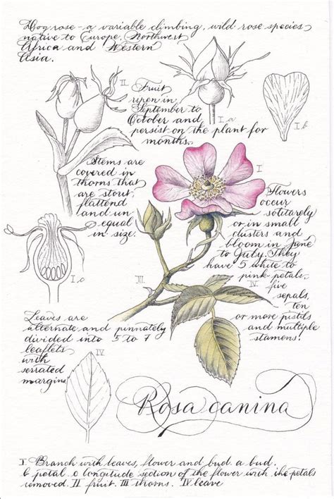 Pin By Maxie Jingles On Journal Botanicals Botanical Sketchbook