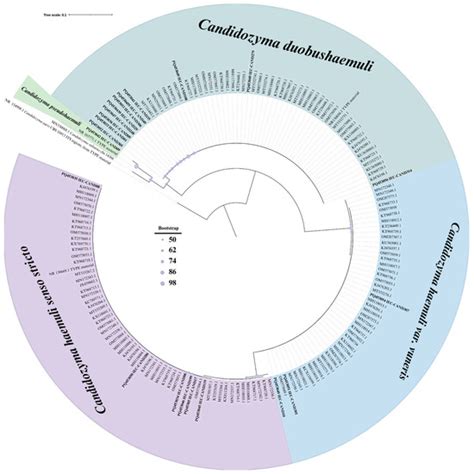 Phenotypic And Molecular Characterization Of Multidrug Resistant