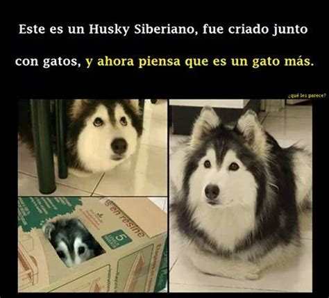 Jajajajajajajaja Que Tierno Jajajajajajaja Meme Subido Por