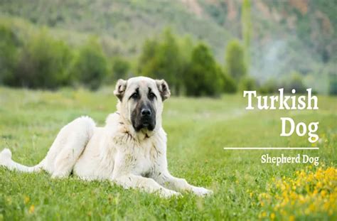 Meet the Majestic Turkish Kangal Shepherd Dog - Trip Turkey