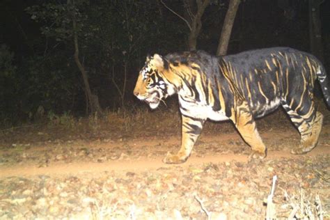 Odisha Set To Get Worlds First Melanistic Tiger Safari The Statesman