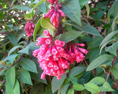 Gardensonline Cestrum Elegans Syn Purpureum